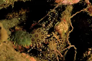 Westmorland: Hingeback shrimp
