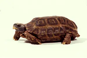 Tortoises: HINGEBACK TORTOISE - IN STUDIO