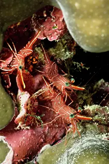 Rhynchocinetes: Hingebeak shrimp