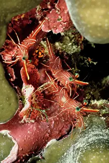 Rhynchocinetes: Hingebeak shrimp