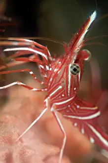 Hinge: Hingebeak Shrimp