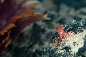 Hinge: Hingebeak Shrimp