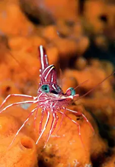 Hinge: Hingebeak Shrimp
