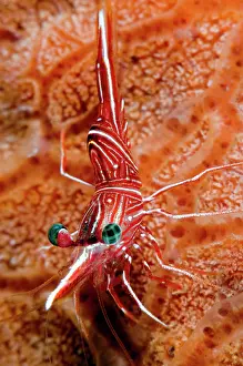 Hinge: Hingebeak Shrimp