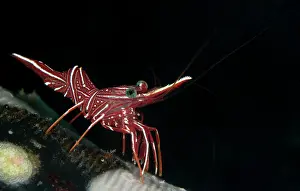 Hinge: Hingebeak Shrimp