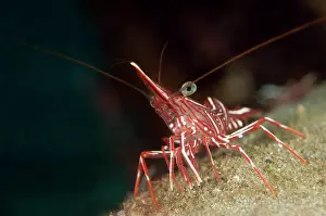 Hinge: Hingebeak Shrimp