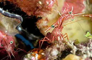 Hinge: Hingebeak Shrimp