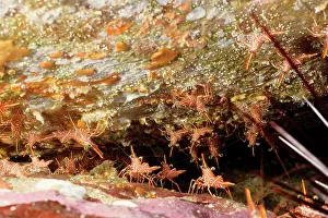 Rhynchocinetes: Hingebeak shrimps by the crevice in which they