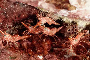 Rhynchocinetes: Hingebeak shrimps by the crevice in which they