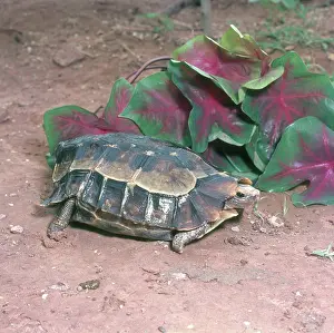 Hinge: Hinged Tortoise