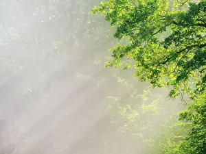 Freyburg: Hintergrundbild, Sonne strahlt durch Morgennebel