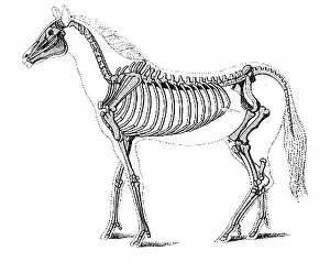 Consumer: Hipparion, Cenozoic Mammal