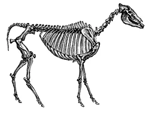 Consumer: Hipparion, Cenozoic Mammal