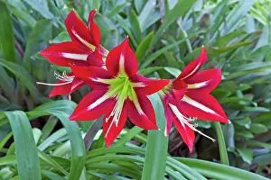 Hippeastrum: Hippeastrum macbridei - Origin Peru
