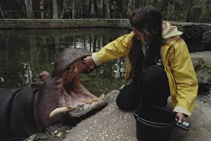 Welfare: Hippo and Conservationist at State Park, Florida