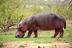 Sands: Hippo (Hippopotamus amphibius), adult, eats fresh
