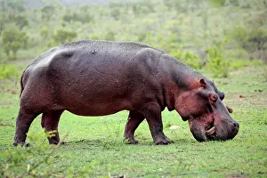 Sands: Hippo (Hippopotamus amphibius), adult, feeding