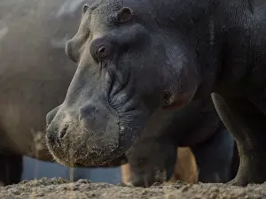 Private: Hippo (Hippopotamus amphibius), animal portrait