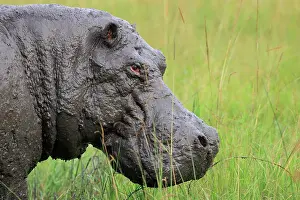 Queen: Hippo (Hippopotamus amphibius), animal portrait