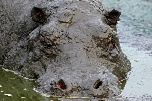 Queen: Hippo (Hippopotamus amphibius) bathing in mud, animal