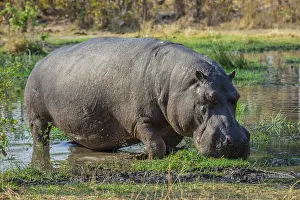 Graze: Hippo (Hippopotamus amphibius), grazing in shallow