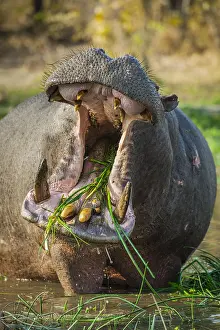 Graze: Hippo (Hippopotamus amphibius), grazing in shallow