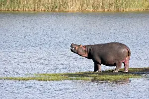 Lucia: Hippo (Hippopotamus amphibius) on island in river