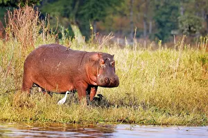 Hippopotamus: Hippo (Hippopotamus amphibius), Liwonde National