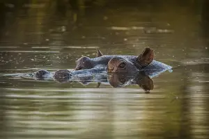 Located: Hippo (Hippopotamus amphibius), located in shallow