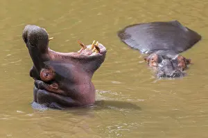 Hippopotamus: Hippo (Hippopotamus amphibius) with open mouth displaying