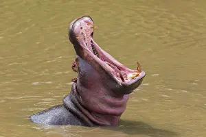 Hippopotamus: Hippo (Hippopotamus amphibius) with open mouth displaying