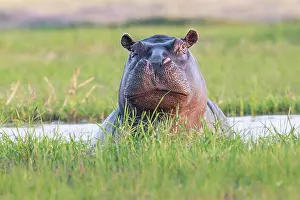 Zambezi: Hippo (Hippopotamus amphibius), portrait of face