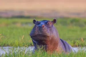 Zambezi: Hippo (Hippopotamus amphibius), portrait of face