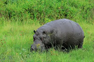 Queen: Hippo (Hippopotamus amphibius), Queen Elisabeth