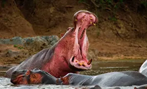 Opened: Hippo (Hippopotamus amphibius) is sitting in the