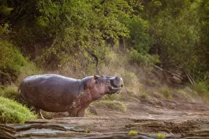 200819: Hippo (Hippopotamus amphibius) standing on the edge