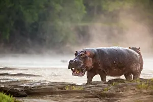 Hippopotamus: Hippo (Hippopotamus amphibius) standing on the edge