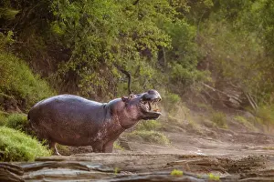 Hippopotamus: Hippo (Hippopotamus amphibius) standing on the edge