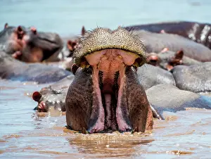 Opened: Hippo (Hippopotamus amphibius) in water with wid