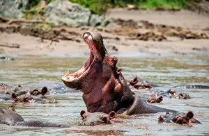 Opened: Hippo (Hippopotamus amphibius) in water with wid
