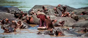 Opened: Hippo (Hippopotamus amphibius) in water with wid