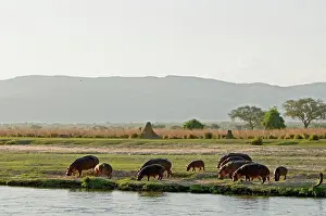 Produced: Hippo / Hippopotamus - grazing in afternoon on