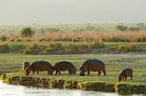 Produced: Hippo / Hippopotamus - grazing in afternoon on