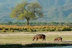 Produced: Hippo / Hippopotamus - grazing in afternoon on