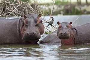 Hippopotami: Hippo / Hippopotamus Lake Naivasha, Kenya