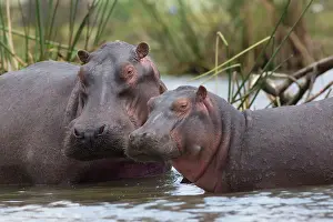 Hippopotami: Hippo / Hippopotamus Lake Naivasha, Kenya