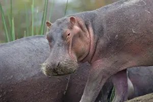 Hippopotami: Hippo / Hippopotamus Lake Naivasha, Kenya