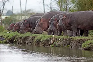 Hippopotami: Hippo / Hippopotamus Lake Naivasha, Kenya