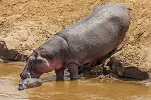 Hippopotami: Hippo / Hippopotamus mother with baby swimming in