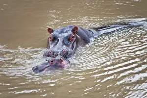 Hippopotami: Hippo in Mara River, Maasai Mara National